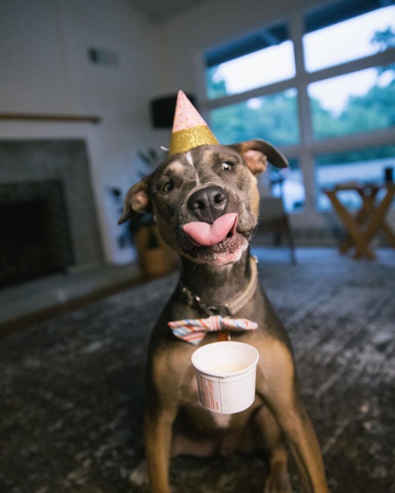 Tri-Color Pitbull Terrier attempting to eat birthday dessert